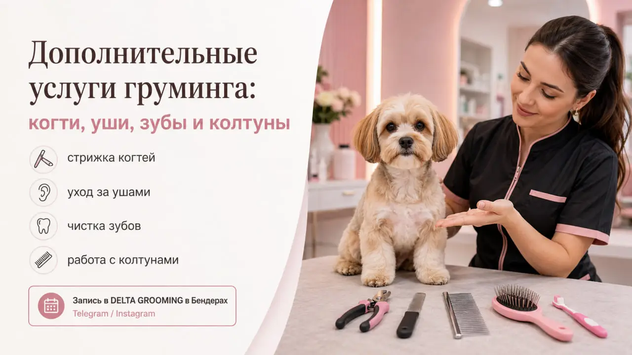 Обложка статьи про дополнительные услуги груминга в DELTA GROOMING Бендеры