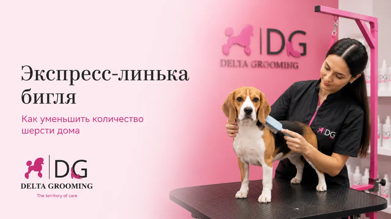 Экспресс-линька бигля в DELTA GROOMING Бендеры