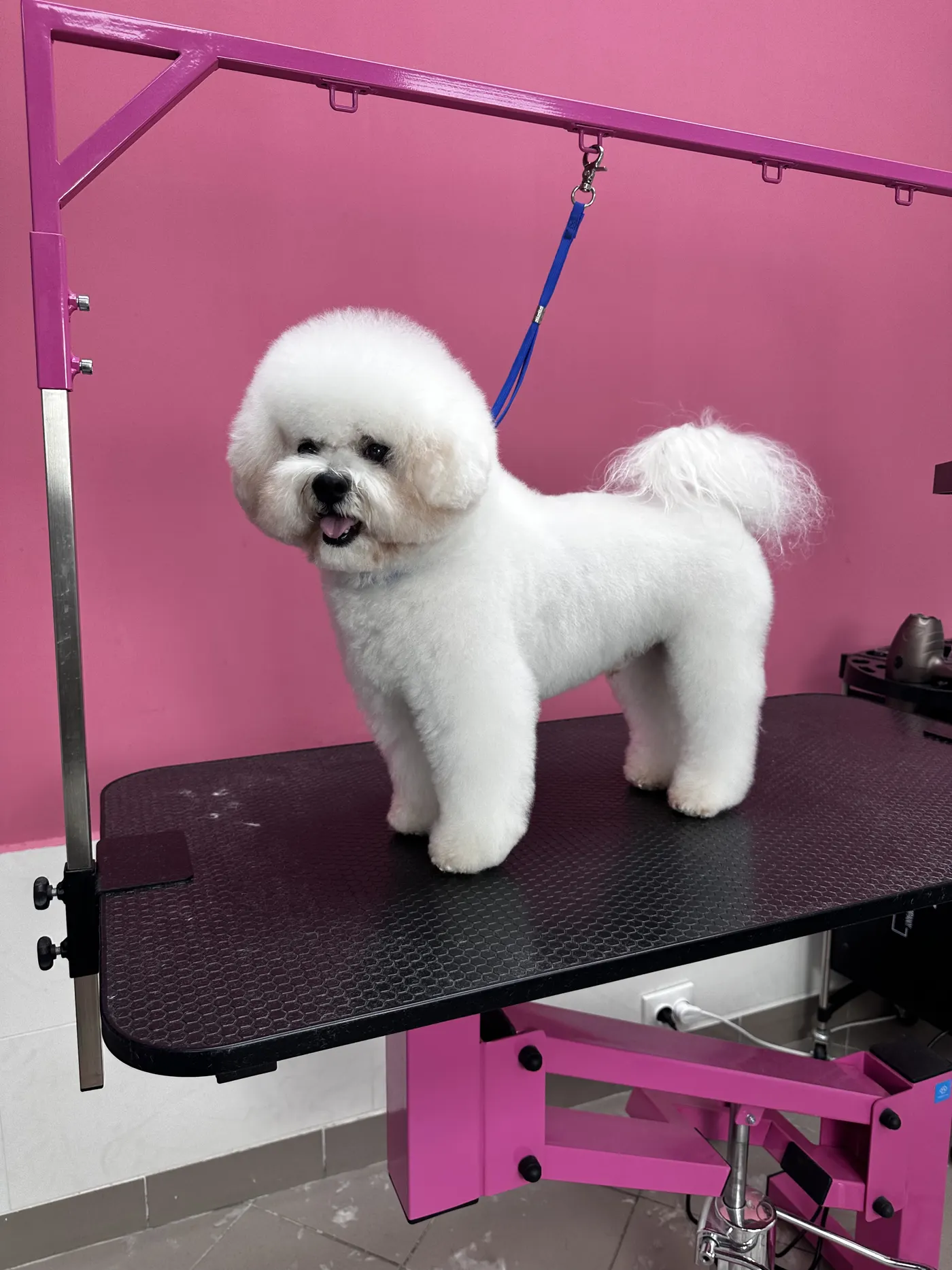 Стрижка бишон фризе в DELTA GROOMING Бендеры