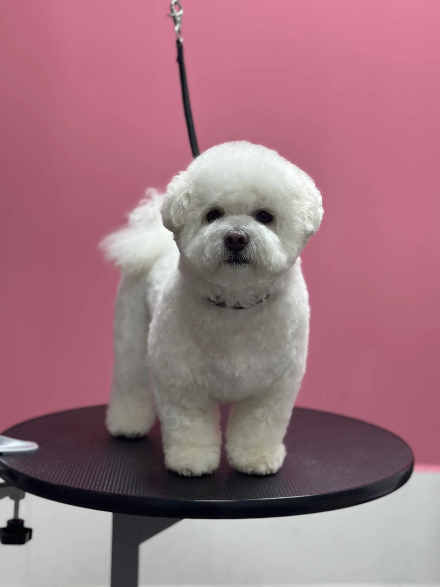 Стрижка болонки в DELTA GROOMING Бендеры