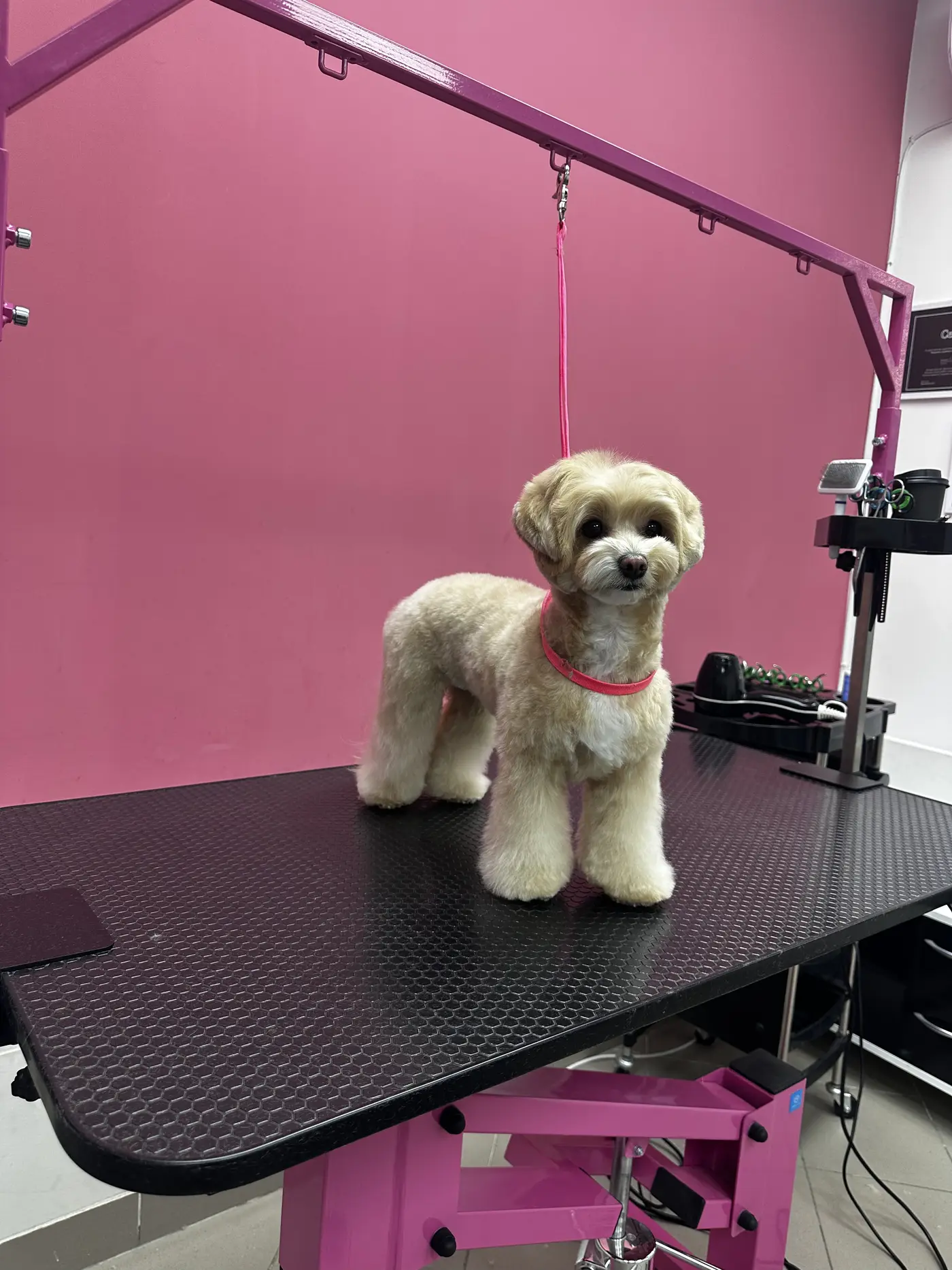 Стрижка мальтипу в DELTA GROOMING Бендеры