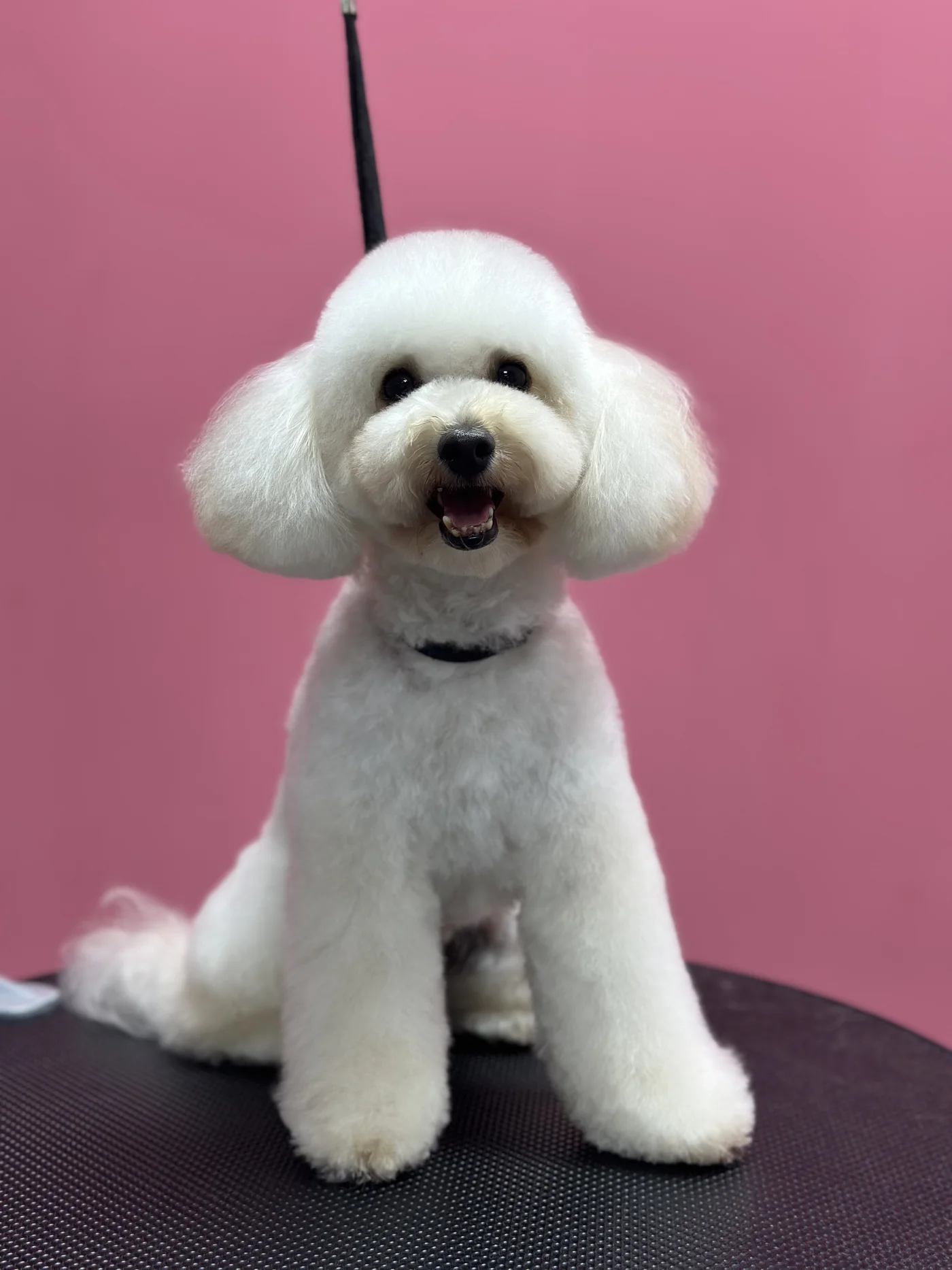 Стрижка пуделя в DELTA GROOMING Бендеры