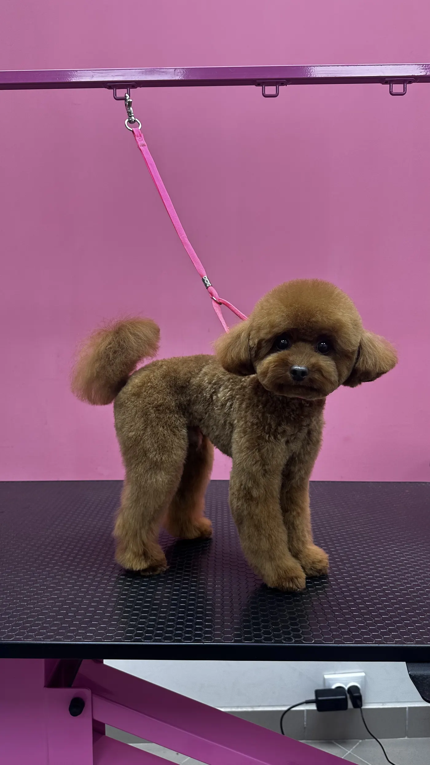 Стрижка пуделя в DELTA GROOMING Бендеры