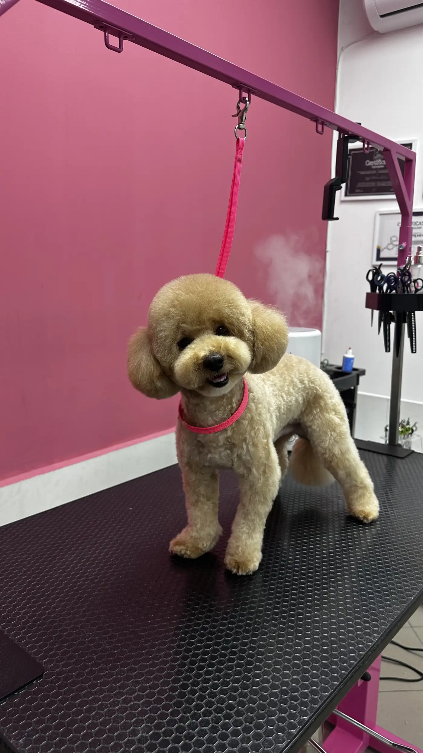 Стрижка пуделя в DELTA GROOMING Бендеры