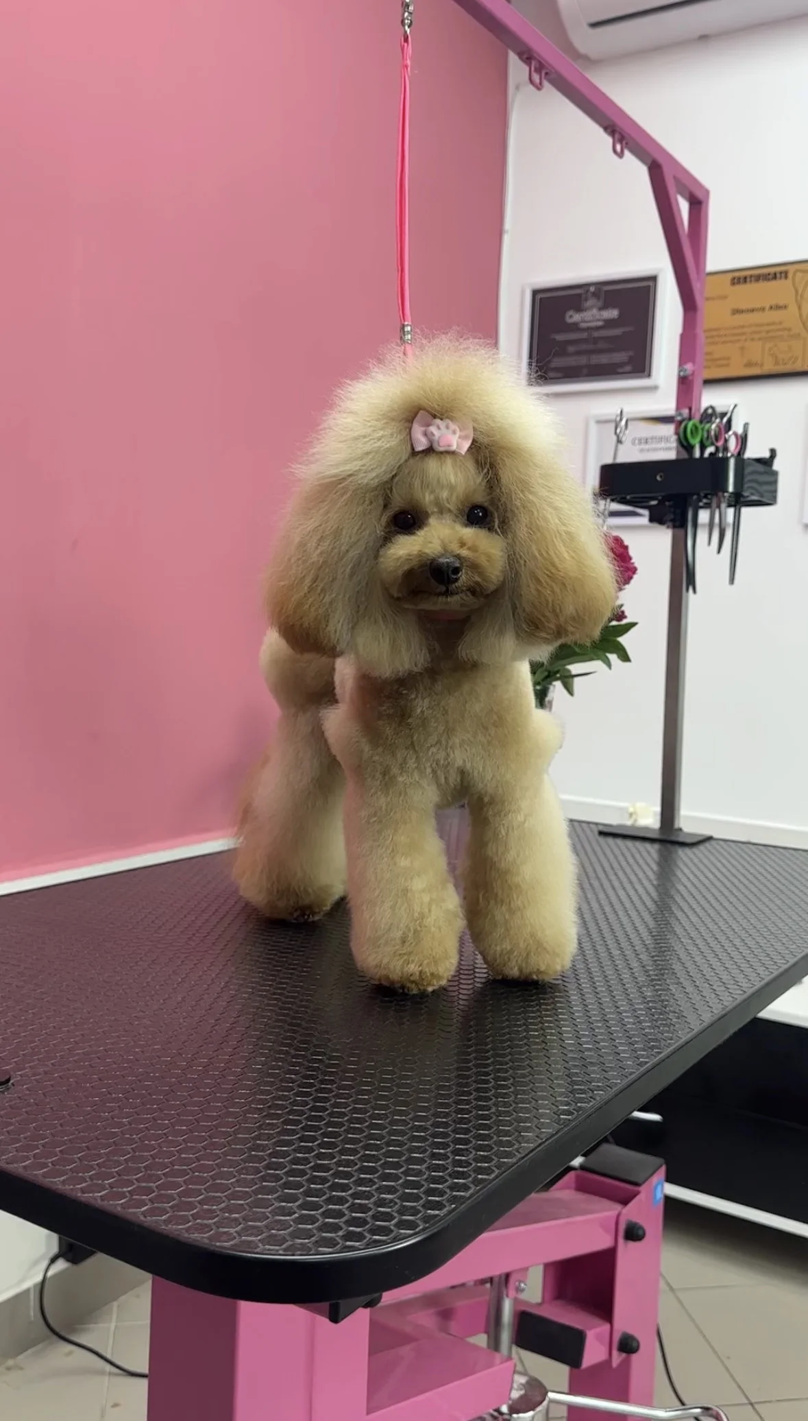 Стрижка пуделя в DELTA GROOMING Бендеры