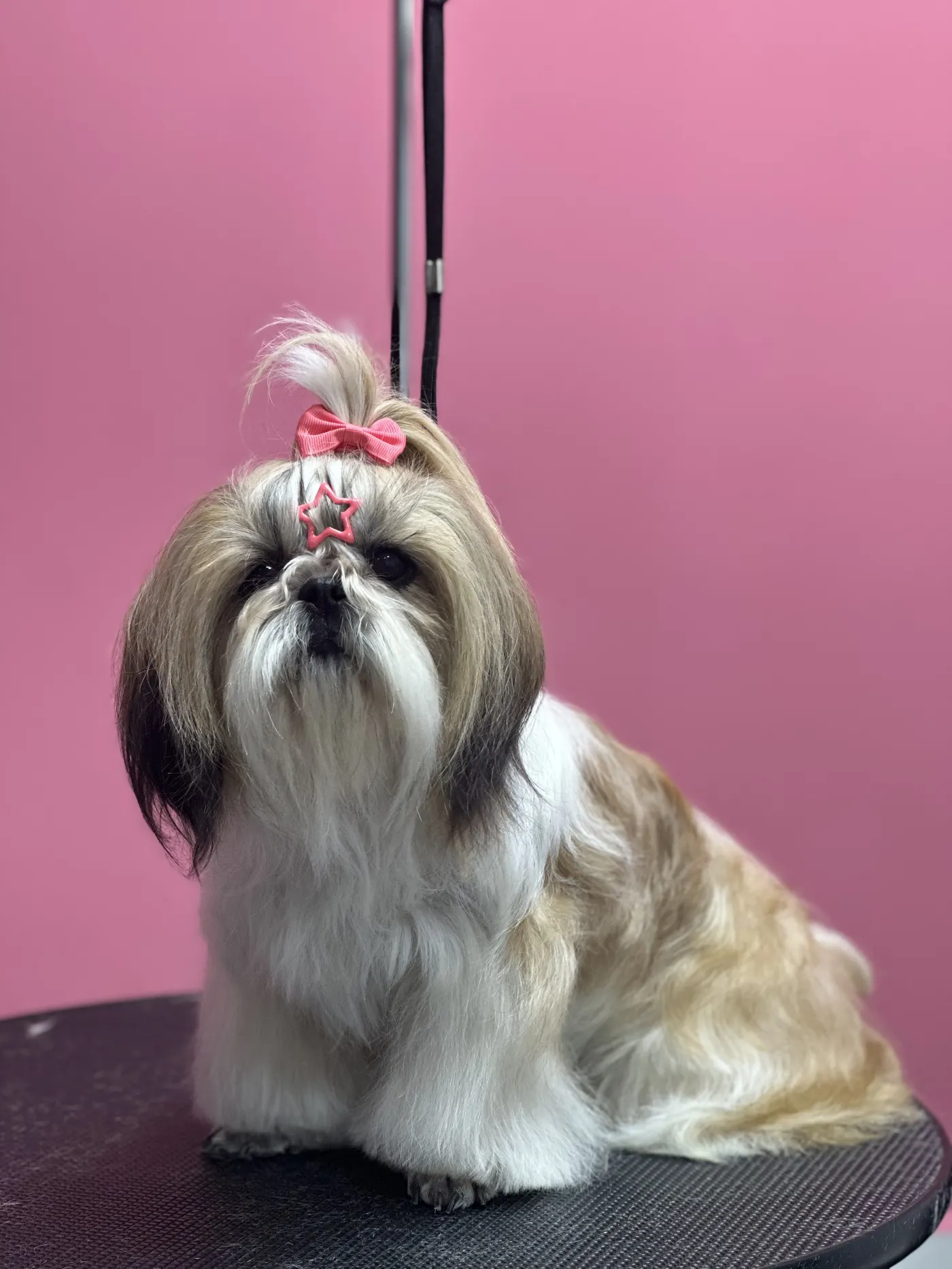 Стрижка ши-тцу в DELTA GROOMING Бендеры