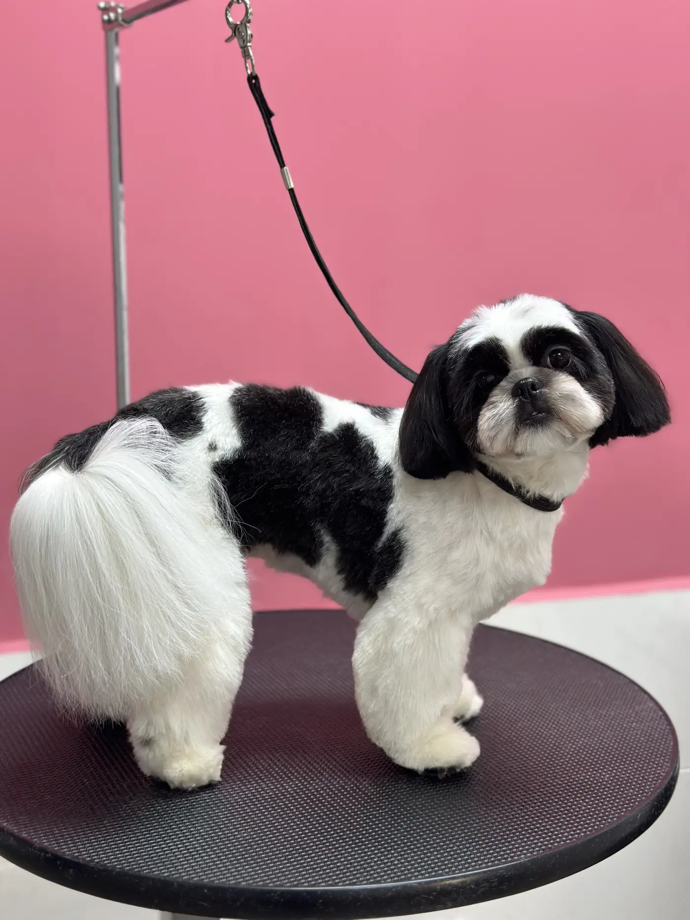 Стрижка ши-тцу в DELTA GROOMING Бендеры