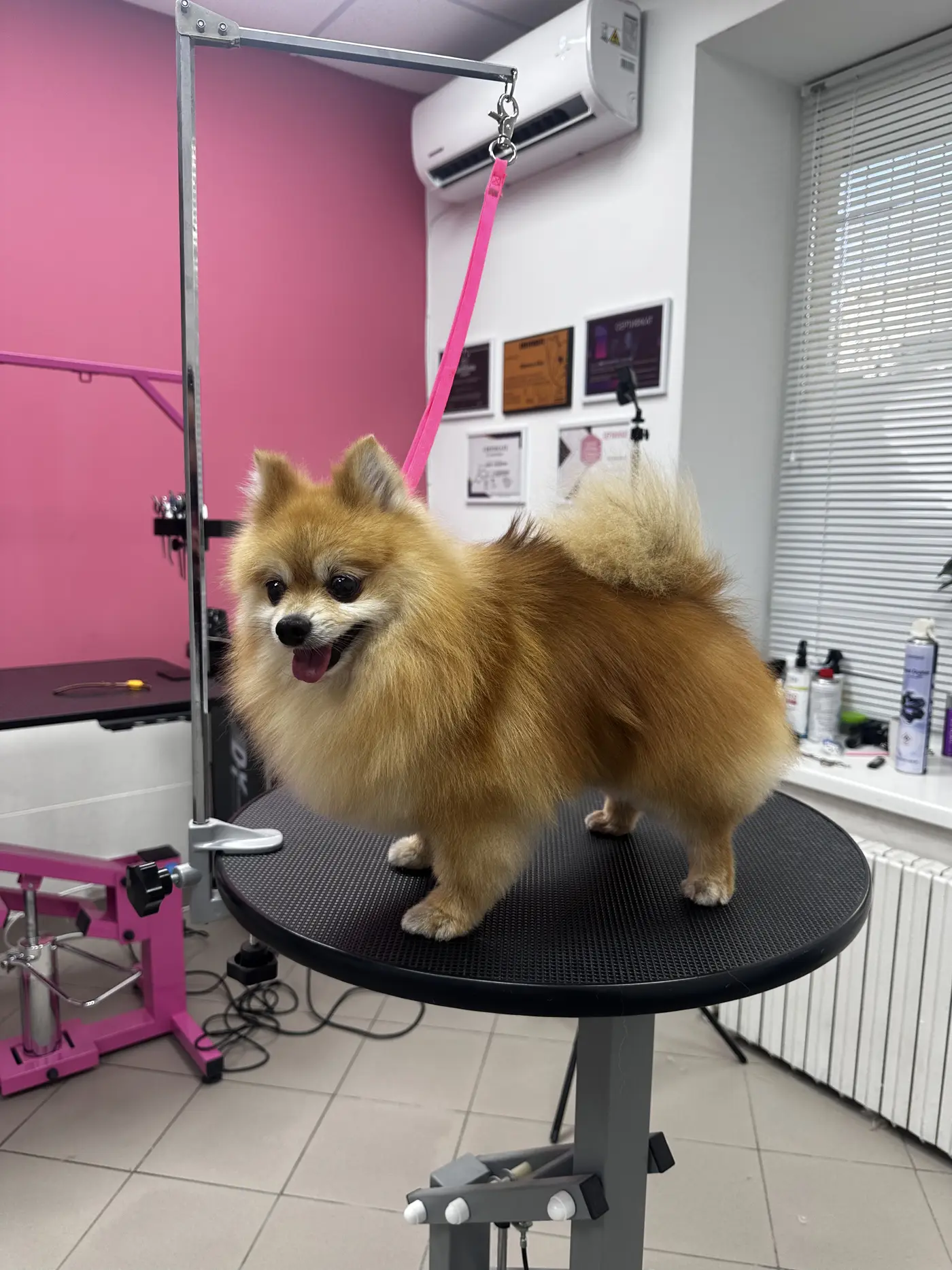 Стрижка и уход за шпицем в DELTA GROOMING Бендеры