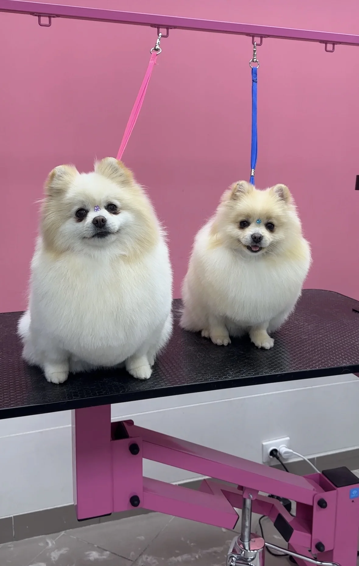 Стрижка и уход за шпицем в DELTA GROOMING Бендеры